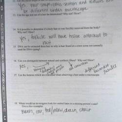 Hair and fiber evidence worksheet